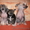 продаётся щенок китайской хохлатой собаки - Изображение #1, Объявление #123550