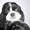 продаются щенки американского кокер спаниеля  - Изображение #2, Объявление #144742