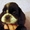 продаются щенки американского кокер спаниеля  - Изображение #3, Объявление #144742