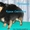 Стрижка и тримминг собак в Тольятти - Изображение #1, Объявление #172729