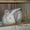 предлагаю трех месечных кроликов - Изображение #1, Объявление #174339