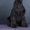 Цвергшнауцера, щенки черного окраса - Изображение #1, Объявление #214015