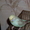 волнистый попугай #203881
