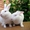 Продаю короткошёрстных кроликов породы РЕКС - Изображение #2, Объявление #307985