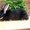 Продаю короткошёрстных кроликов породы РЕКС - Изображение #3, Объявление #307985