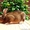 Продаю короткошёрстных кроликов породы РЕКС - Изображение #1, Объявление #307985