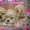 Продаются очень очаровательные щенки американского кокер спаниеля #302086