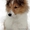 Продаётся щенок шелти  - Изображение #3, Объявление #484155