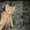 Ориенталы котята - Изображение #1, Объявление #555973