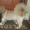 Стрижка кошек и собак в Тольятти - Изображение #4, Объявление #595254