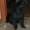 Стрижка кошек и собак в Тольятти - Изображение #3, Объявление #595254