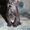Предлагаются на продажу малыши- котята донского сфинкса - Изображение #2, Объявление #710681