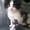 очаровашки котята - Изображение #9, Объявление #731613
