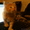 очаровашки котята - Изображение #1, Объявление #731613