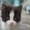 очаровашки котята - Изображение #10, Объявление #731613