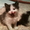 очаровашки котята - Изображение #4, Объявление #731613