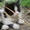 очаровашки котята - Изображение #5, Объявление #731613