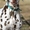 Щенки далматина высокопородные, с родословной РКФ. - Изображение #1, Объявление #783518
