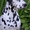Щенки далматина высокопородные, с родословной РКФ. - Изображение #2, Объявление #783518