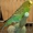 Продаются попугаи - Изображение #2, Объявление #1101605