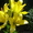 цветы садовые, многолетние - Изображение #5, Объявление #1130643