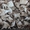 Сушеные белые грибы из Алтайского края #1142803