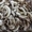 Сушеные белые грибы из Алтайского края - Изображение #2, Объявление #1142803