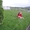 Укладка рулонного газона! от 50 руб. за м2.Самара,Тольятти,Сызрань.+79277770575 - Изображение #5, Объявление #1538087