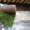 Рулонный газон!!! от 135 руб/рулон,  тел +7927-777-05-75 - Изображение #6, Объявление #245469