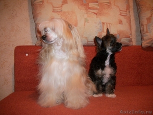 продаётся щенок китайской хохлатой собаки - Изображение #3, Объявление #123550
