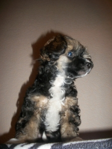 продаётся щенок китайской хохлатой собаки - Изображение #2, Объявление #123550