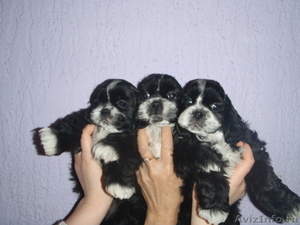 продаются щенки американского кокер спаниеля  - Изображение #1, Объявление #144742