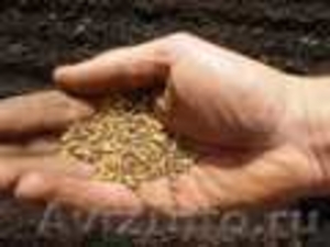 Производство и продажа зерна и семян. - Изображение #3, Объявление #272530
