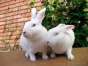Продаю короткошёрстных кроликов породы РЕКС - Изображение #2, Объявление #307985