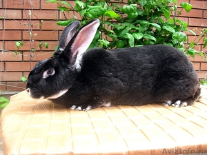 Продаю короткошёрстных кроликов породы РЕКС - Изображение #3, Объявление #307985