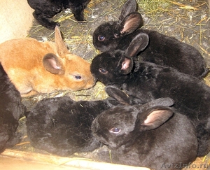 Продаю короткошёрстных кроликов породы РЕКС - Изображение #4, Объявление #307985