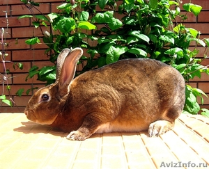 Продаю короткошёрстных кроликов породы РЕКС - Изображение #1, Объявление #307985