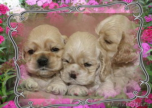 Продаются очень очаровательные щенки американского кокер спаниеля - Изображение #1, Объявление #302086