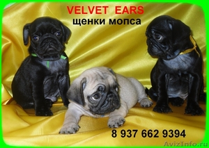 "VELVET EARS"  Щенки мопса в Тольятти - Изображение #1, Объявление #410775