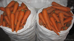 ✔ Продаем морковь со склада г.Тольятти - Изображение #5, Объявление #463276