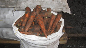 ✔ Продаем морковь со склада г.Тольятти - Изображение #7, Объявление #463276