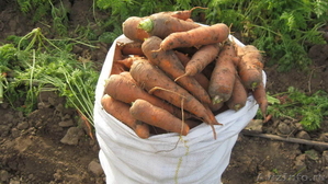 ✔ Продаем морковь со склада г.Тольятти - Изображение #8, Объявление #463276