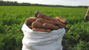 ✔ Продаем морковь со склада г.Тольятти - Изображение #9, Объявление #463276