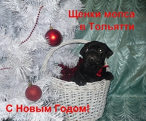 Щенков мопса в Тольятти - Изображение #1, Объявление #479780