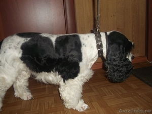Стрижка кошек и собак в Тольятти - Изображение #1, Объявление #595254