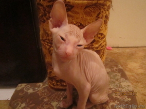 Продам котика породы Донской сфинкс - Изображение #1, Объявление #652253
