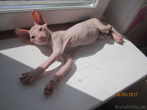 Продам котика породы Донской сфинкс - Изображение #3, Объявление #652253