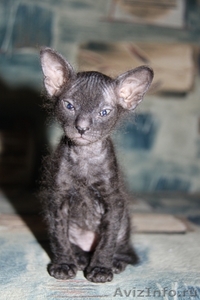 Предлагаются на продажу малыши- котята донского сфинкса - Изображение #2, Объявление #710681