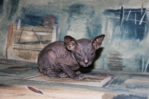 Предлагаются на продажу малыши- котята донского сфинкса - Изображение #3, Объявление #710681
