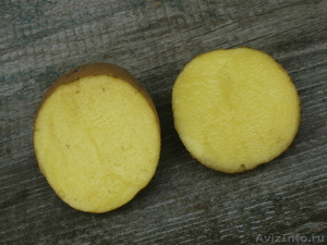 Картофель от производителя крупный - Изображение #3, Объявление #776412